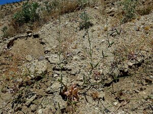 Eriogonum angulosum Plant